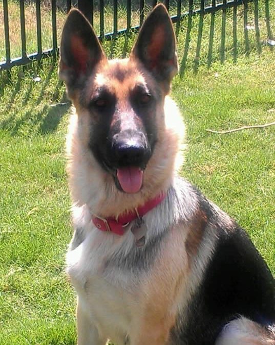 Preserving Our Canine Heritage